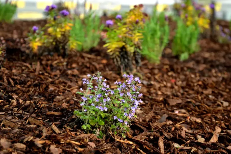 How Mulch Helps In Preventing Erosion In Landscaped Areas Woodbridge, VA How Mulch Helps In Preventing Erosion In Landscaped Areas Woodbridge, VA