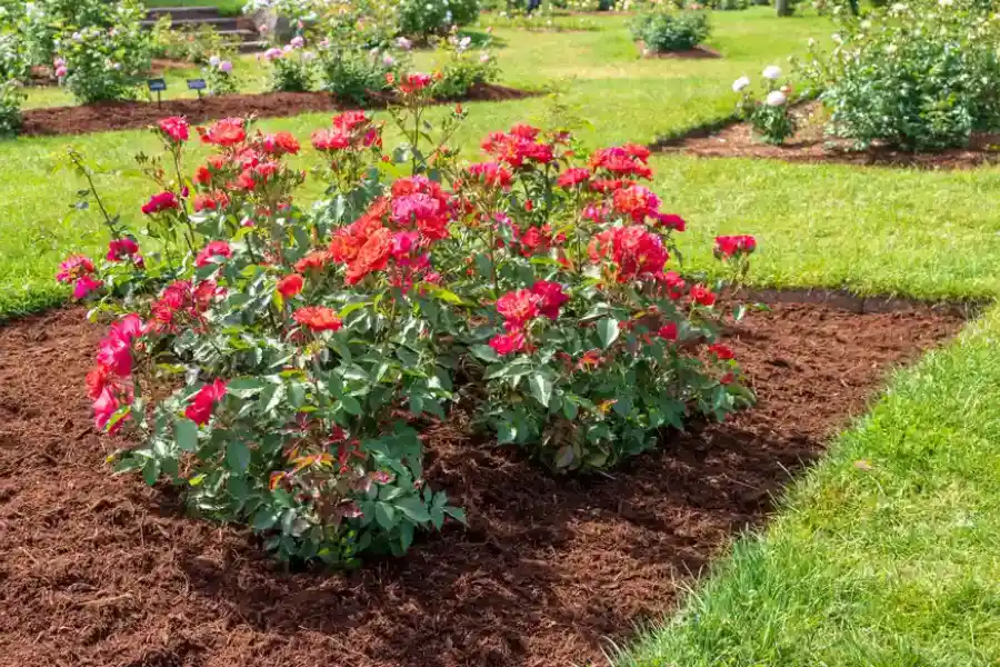 Mulching Tips For Weed Control In Your Garden in Woodbridge, VA Mulching Tips For Weed Control In Your Garden in Woodbridge, VA