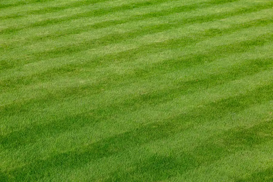 Seasonal Lawn Care Strategies For A Healthy Green Yard Woodbridge, VA Seasonal Lawn Care Strategies For A Healthy Green Yard Woodbridge, VA